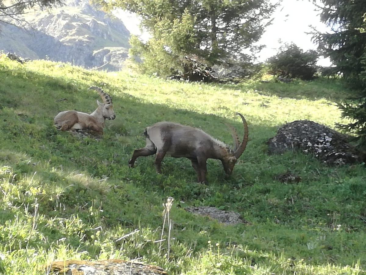 Le Cocon Du Catogne Proche Martigny Verbier - Netflix - Valettes Экстерьер фото
